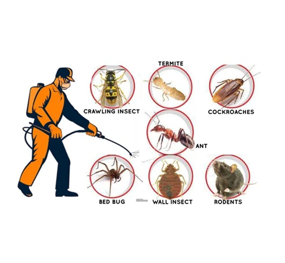 Common pest activity signs monitored under annual pest control contracts in Dubai