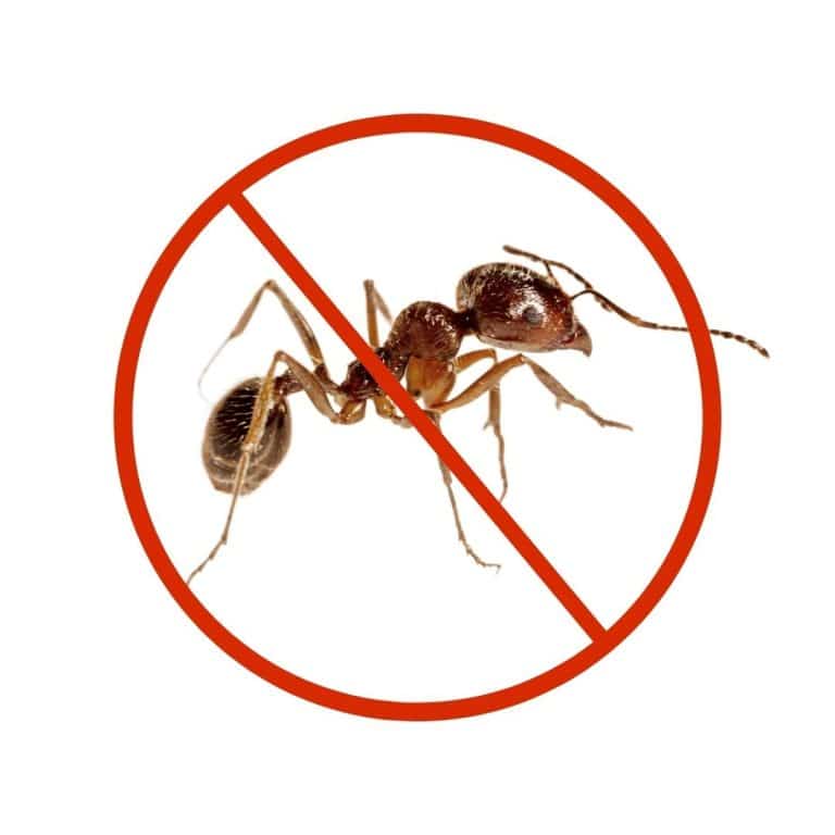 Expert ant pest control treatment in Dubai homes and offices