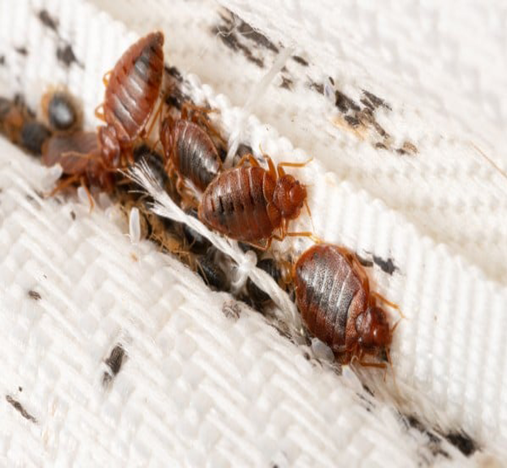Bed Bug Infestation Signs in Dubai