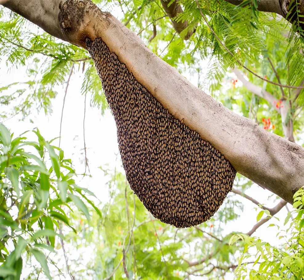 Beehive infestation on buildings and residential properties in Dubai