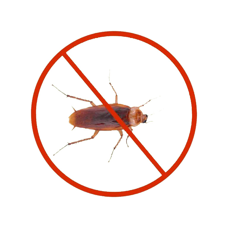 Professional cockroach pest control treatment in Dubai homes