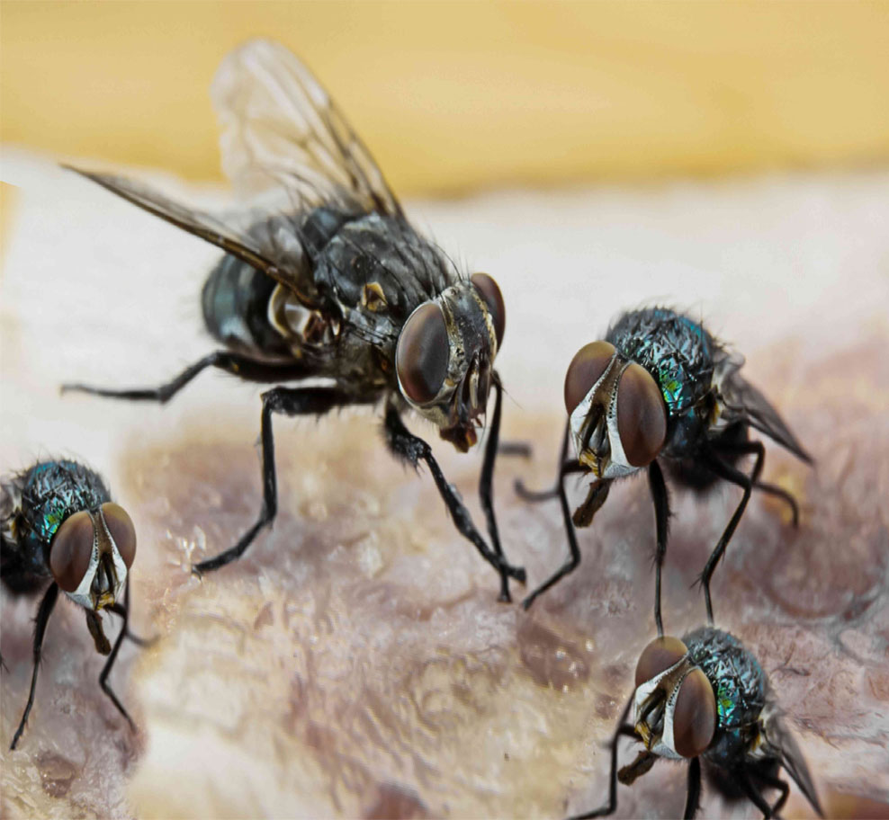 Fly infestation signs in Dubai homes, restaurants, and commercial properties