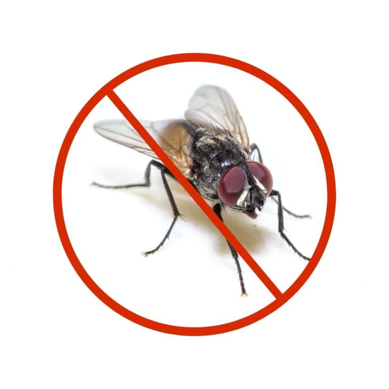 Professional fly pest control treatment in Dubai homes, restaurants, and offices