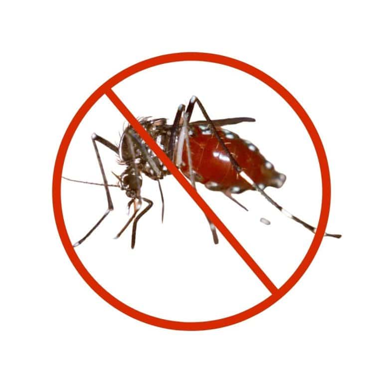 Expert mosquito pest control treatment in Dubai homes and offices