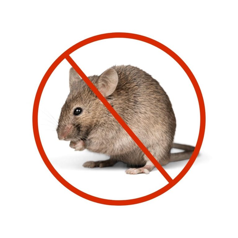 Professional rodent control treatment in Dubai homes, restaurants, and offices