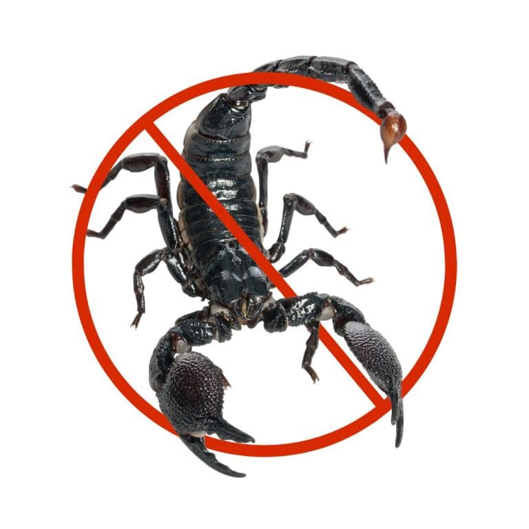 Professional scorpion control treatment in Dubai homes, restaurants, and offices