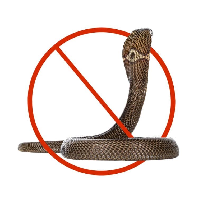 Professional snake control treatment in Dubai homes, restaurants, and offices