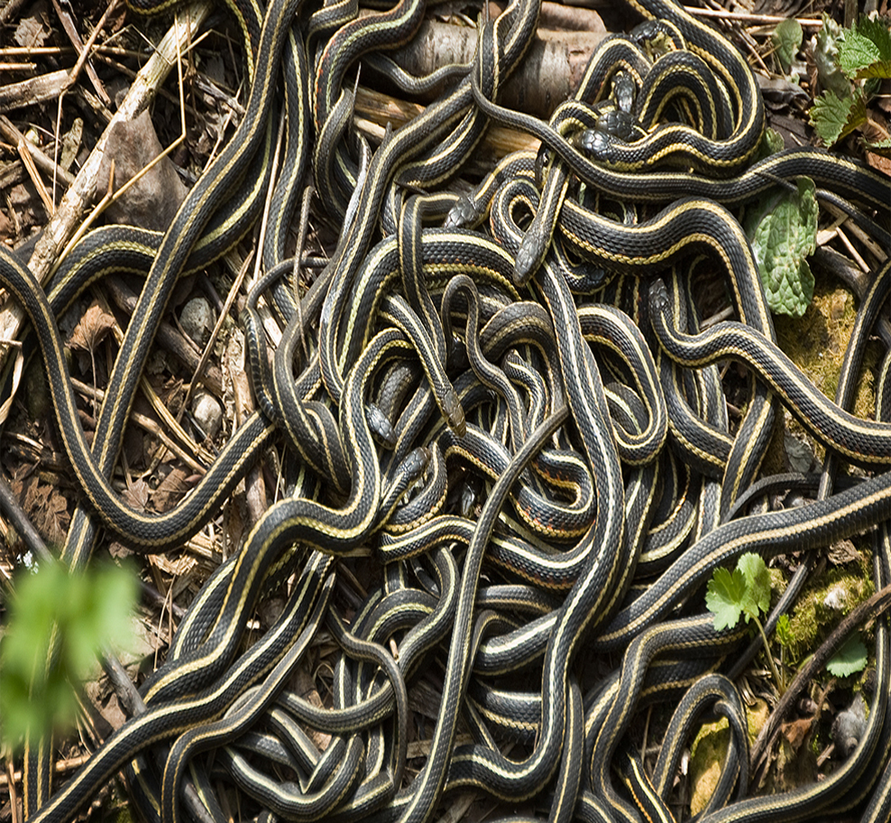 Snake infestation signs in Dubai homes, restaurants, and commercial properties