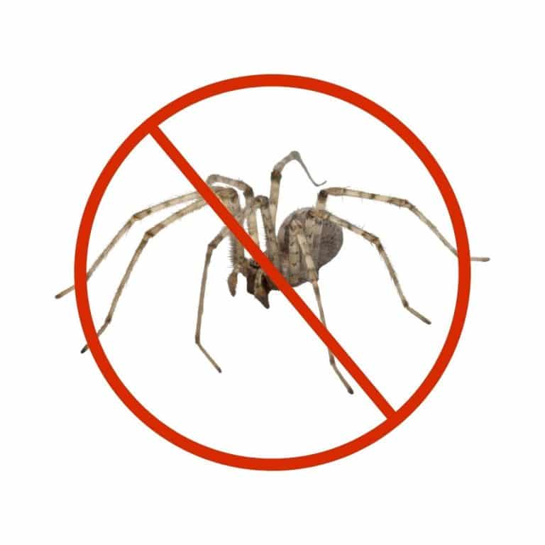 Professional spider control treatment in Dubai homes, restaurants, and offices