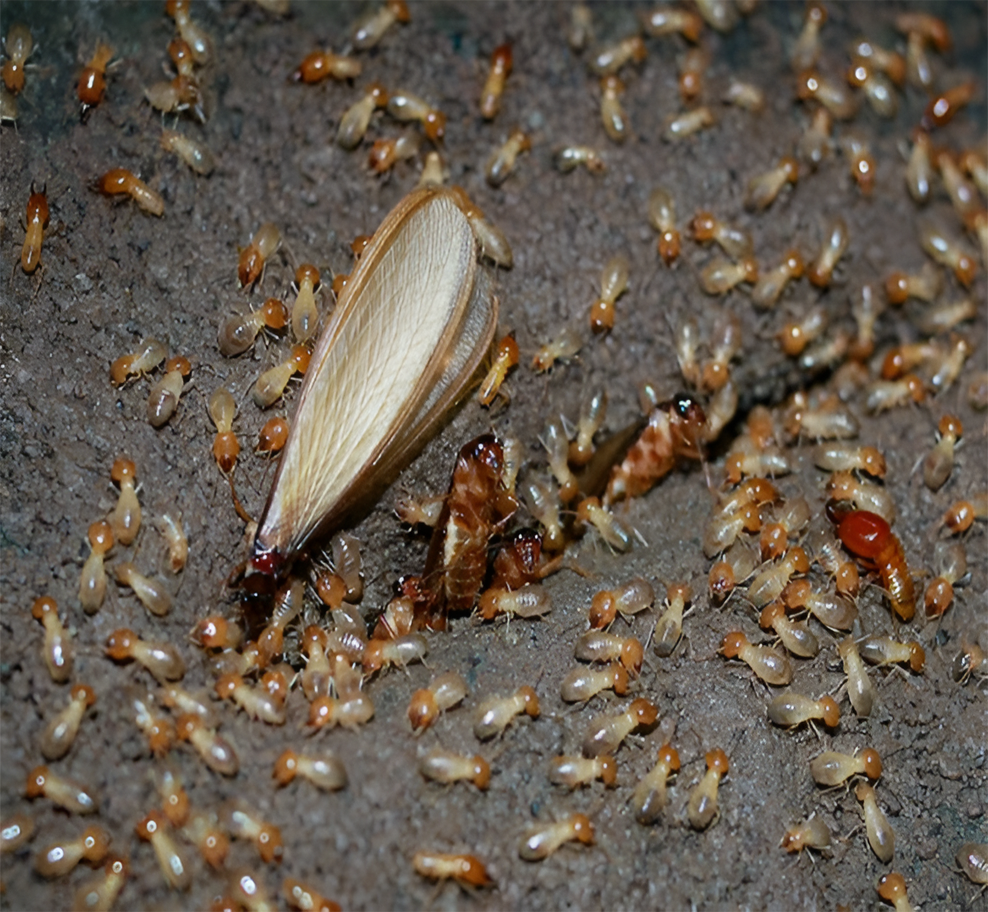 Termite infestation signs in Dubai homes, restaurants, and commercial properties