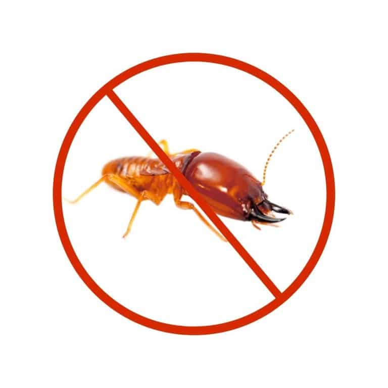 Professional termite control treatment in Dubai homes, restaurants, and offices