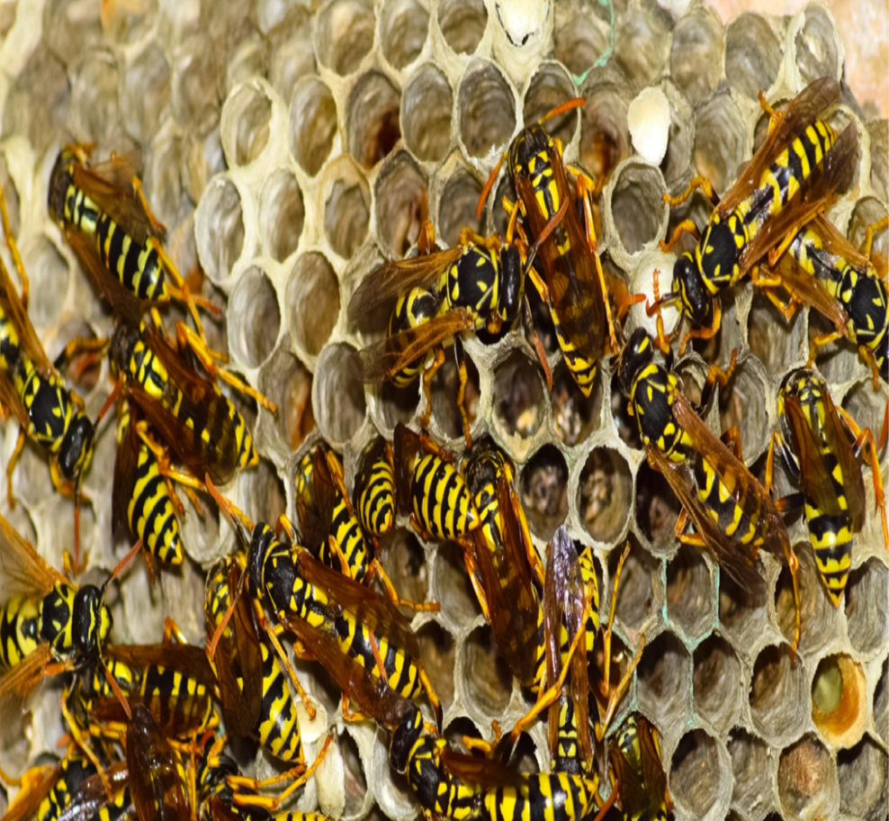 Wasp Nest Removal Dubai