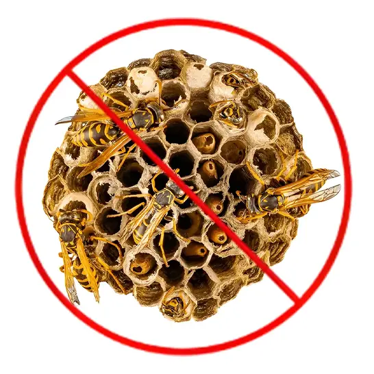 Professional wasp nest removal services in Dubai homes and commercial properties
