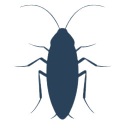 Cockroaches Pest Control Dubai