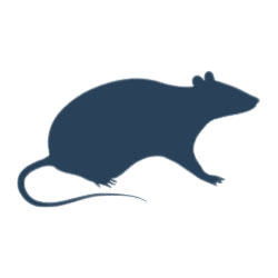 Rats Pest Control Dubai