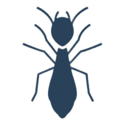 Termites Pest Control Dubai